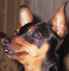 Pippo